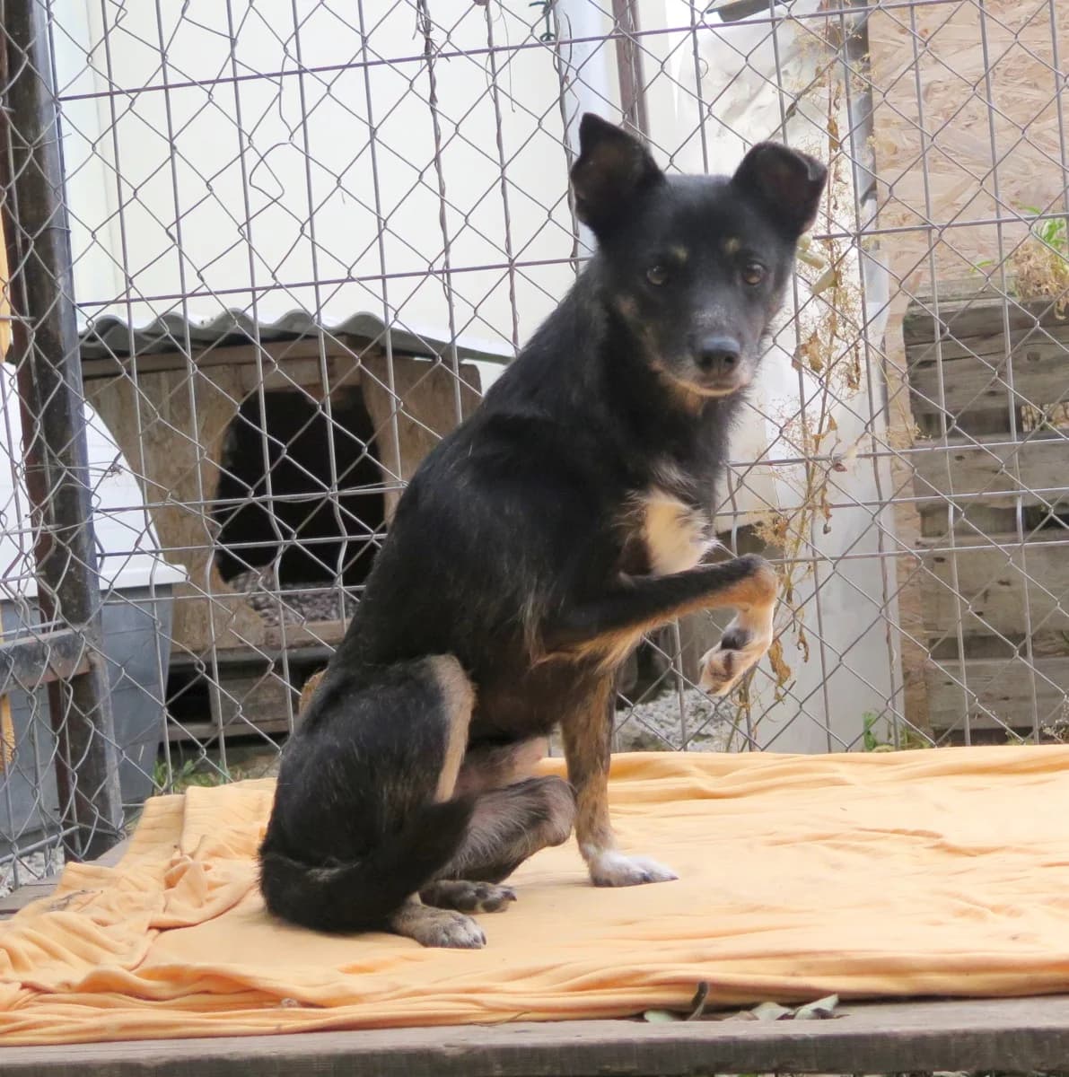 Morrie, male Mixed Breed for adoption at Freundeskreis Brunopet e.V.