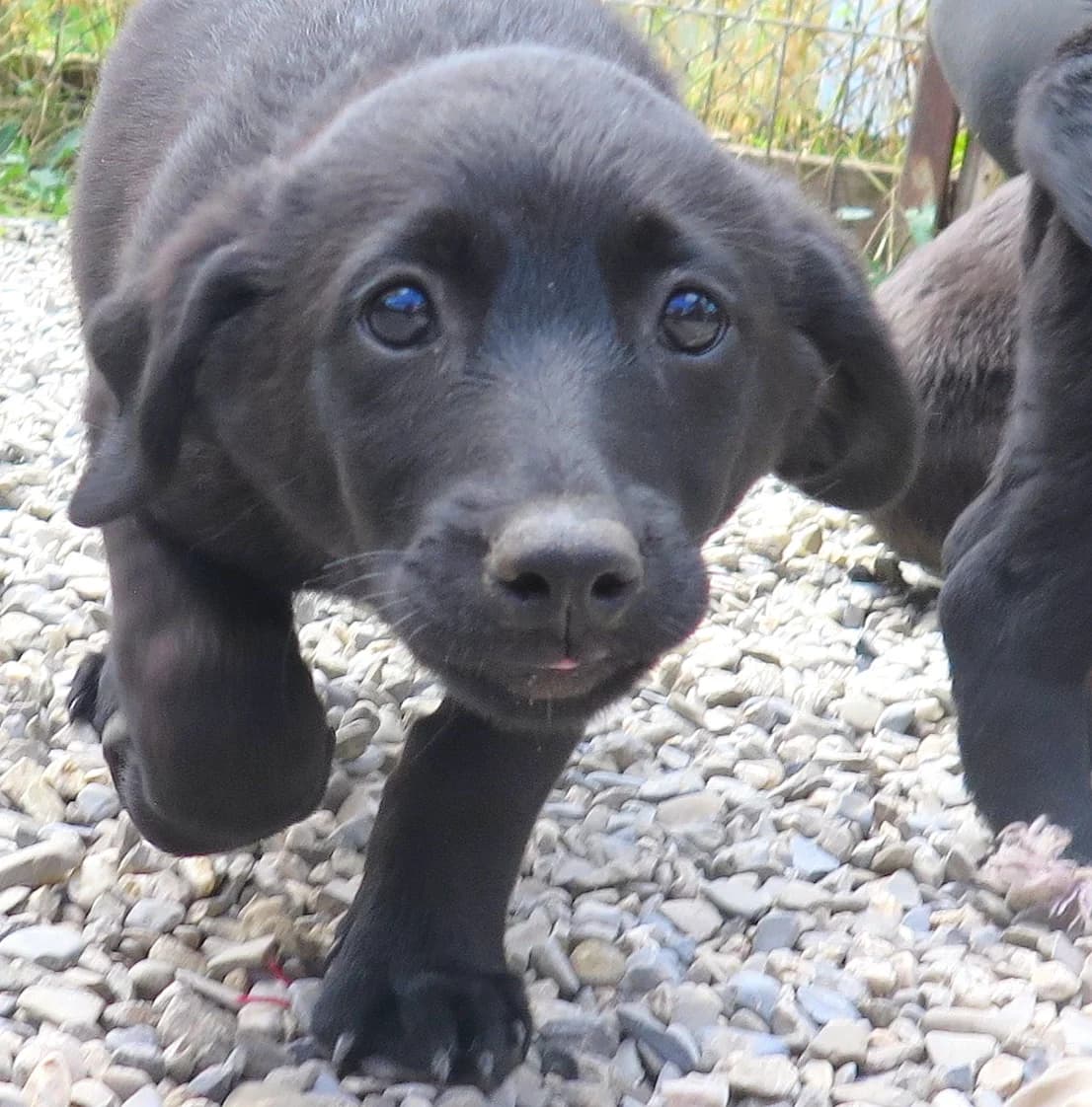 Motte, female Mixed Breed for adoption at Freundeskreis Brunopet e.V.