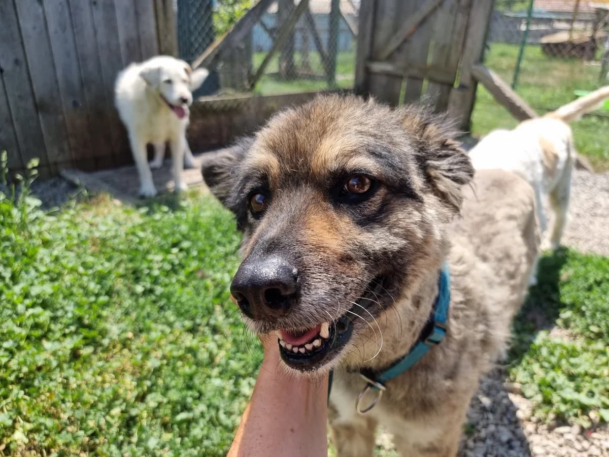 Natassja, female 3yo Mixed Breed for adoption at Freundeskreis Brunopet e.V.