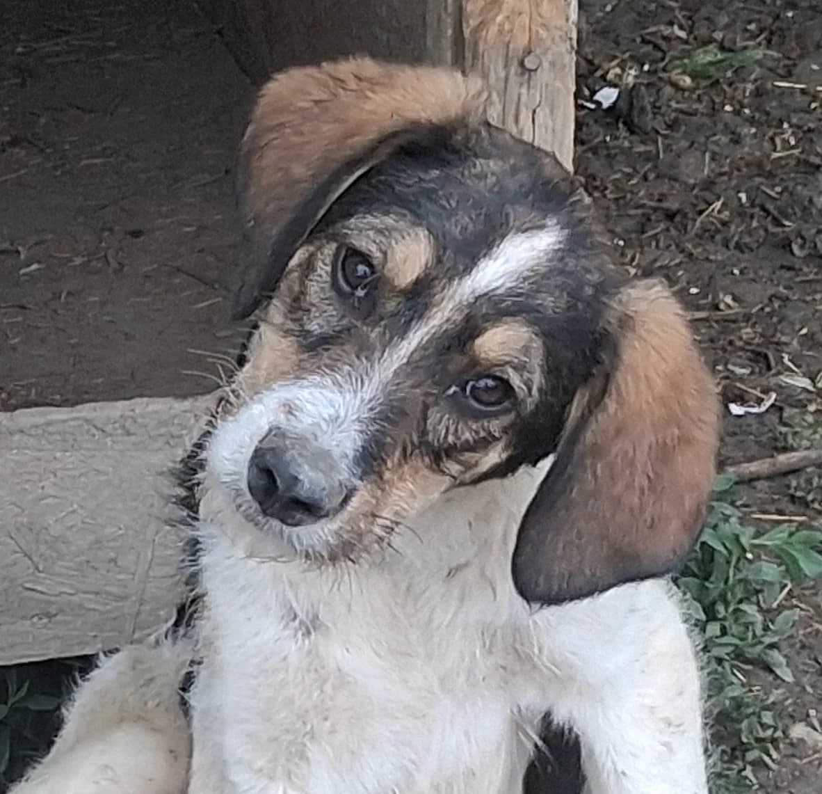 Navin, male Mixed Breed for adoption at Freundeskreis Brunopet e.V.