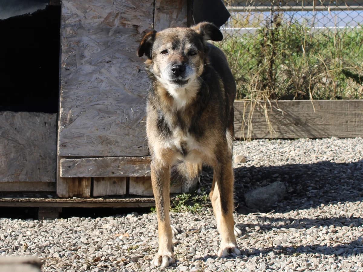 Netti, female Mixed Breed for adoption at Freundeskreis Brunopet e.V.