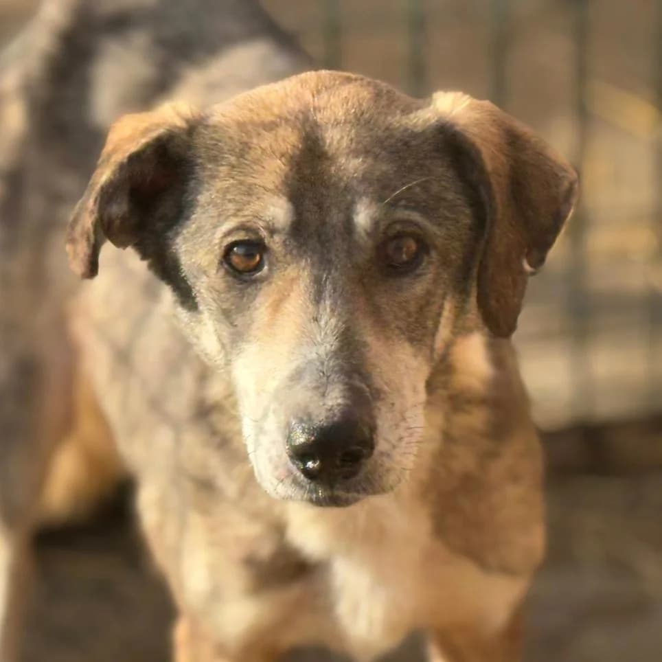 Nikolaus, male Mixed Breed for adoption at Freundeskreis Brunopet e.V.