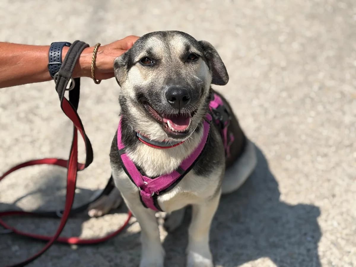 Nima, female Mixed Breed for adoption at Freundeskreis Brunopet e.V.