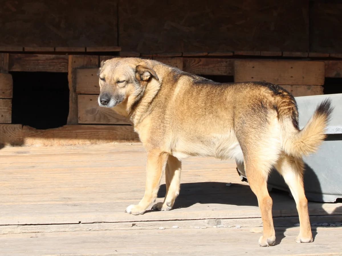 Noemi, female Mixed Breed for adoption at Freundeskreis Brunopet e.V.