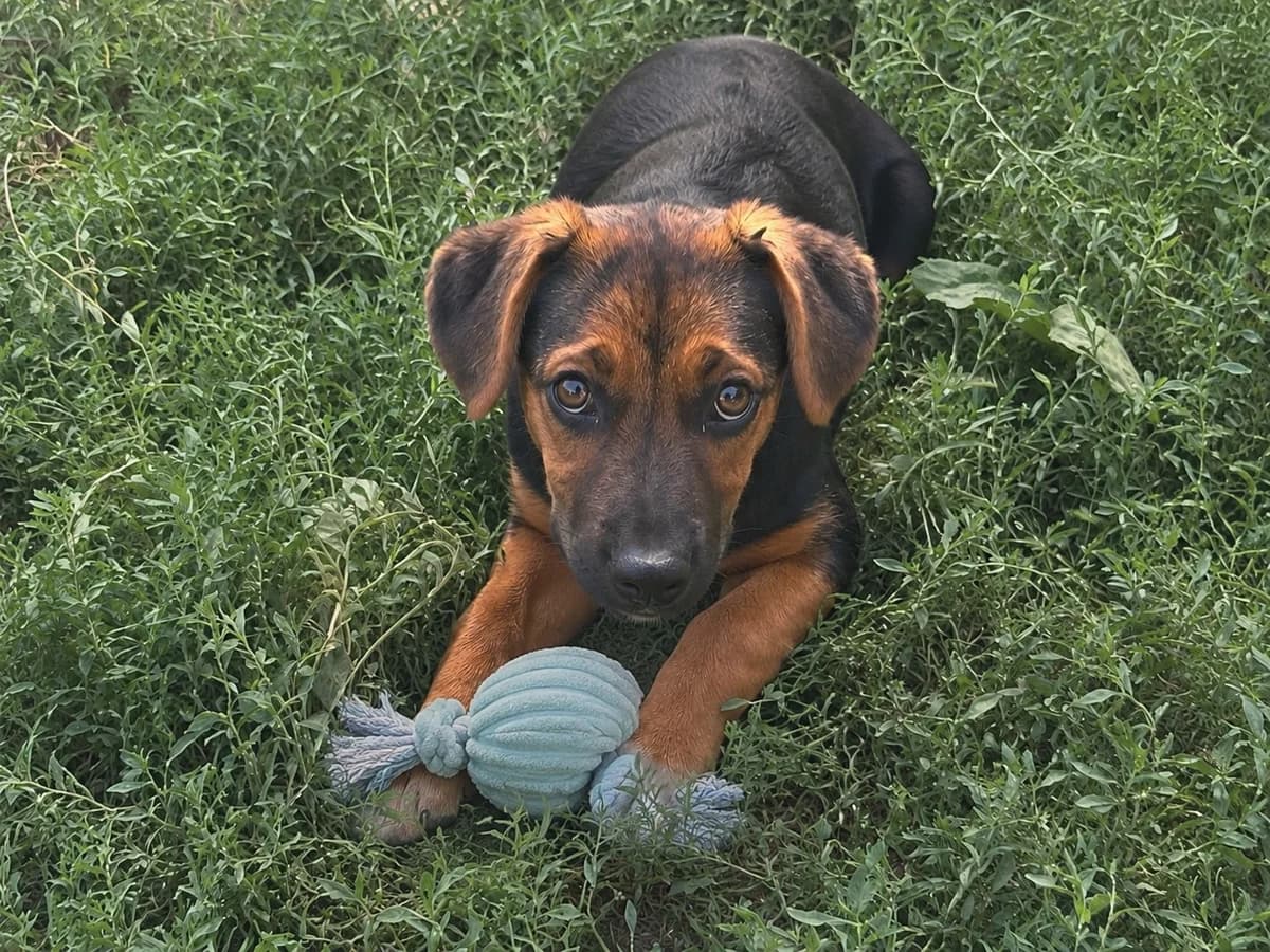Öhrchen, female Mixed Breed for adoption at Freundeskreis Brunopet e.V.