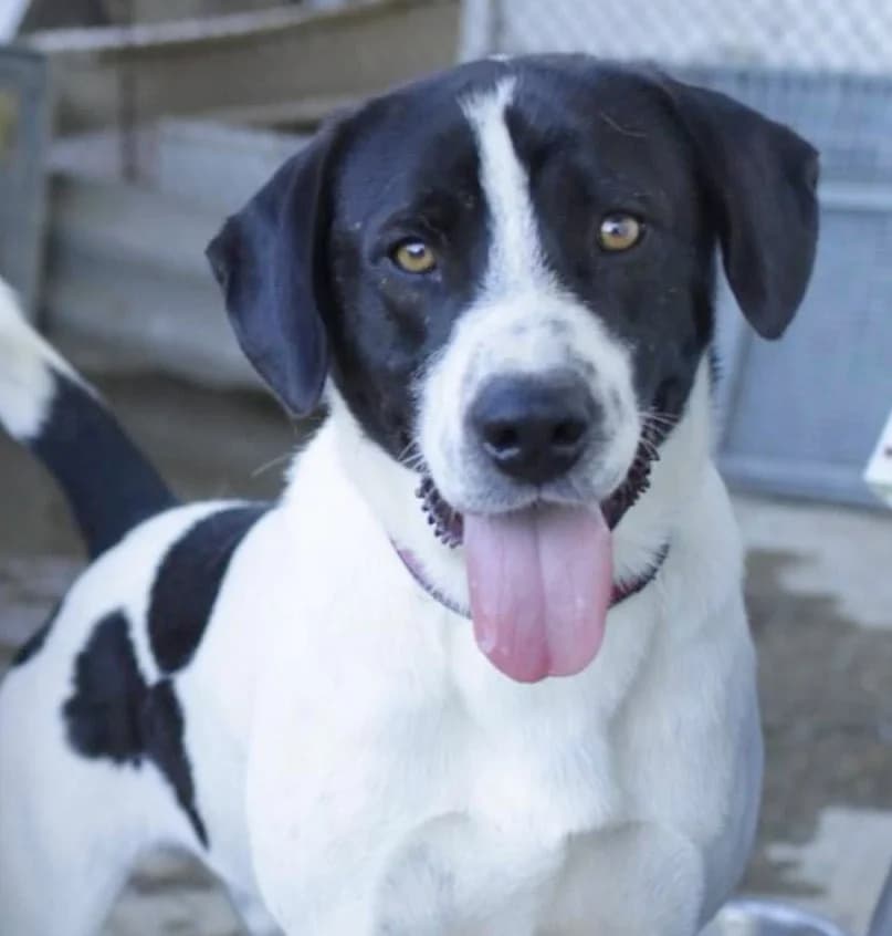 Ozzy, male Mixed Breed for adoption at Freundeskreis Brunopet e.V.
