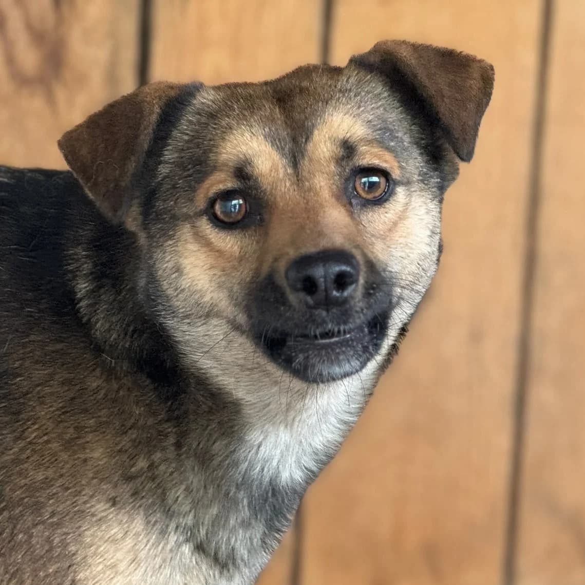 Paula, female Mixed Breed for adoption at Freundeskreis Brunopet e.V.