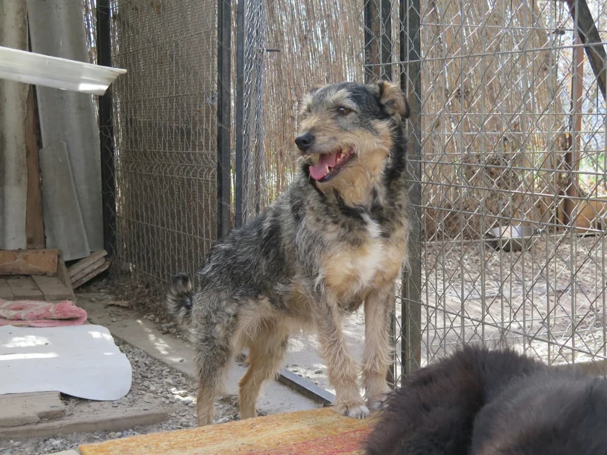Paulina, female Mixed Breed for adoption at Freundeskreis Brunopet e.V.