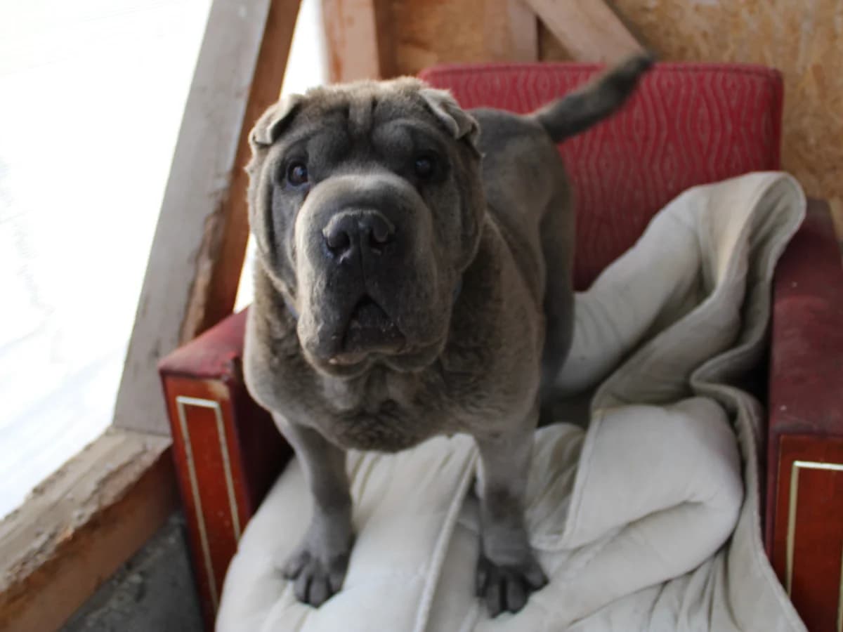 Pei, male Mixed Breed for adoption at Freundeskreis Brunopet e.V.