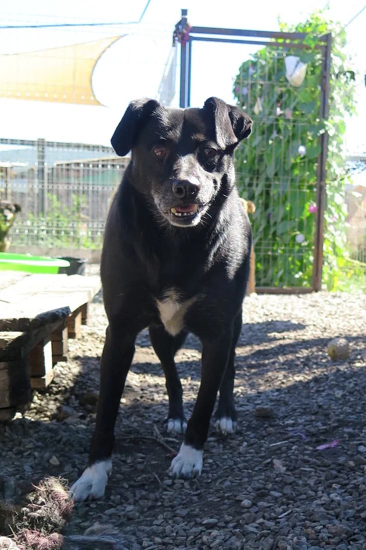 Pitje, male Mixed Breed for adoption at Freundeskreis Brunopet e.V.