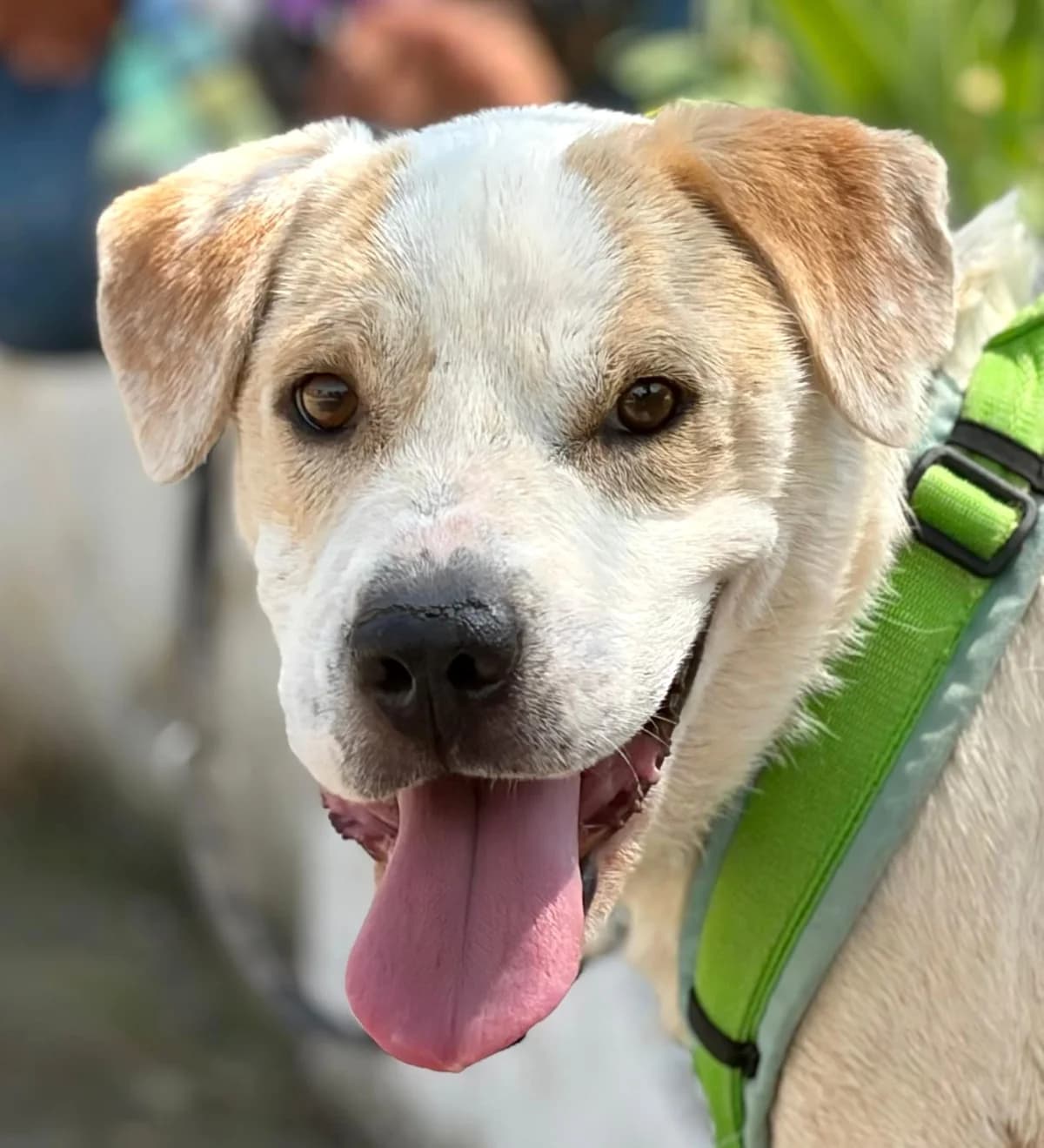 Puk, male Mixed Breed for adoption at Freundeskreis Brunopet e.V.