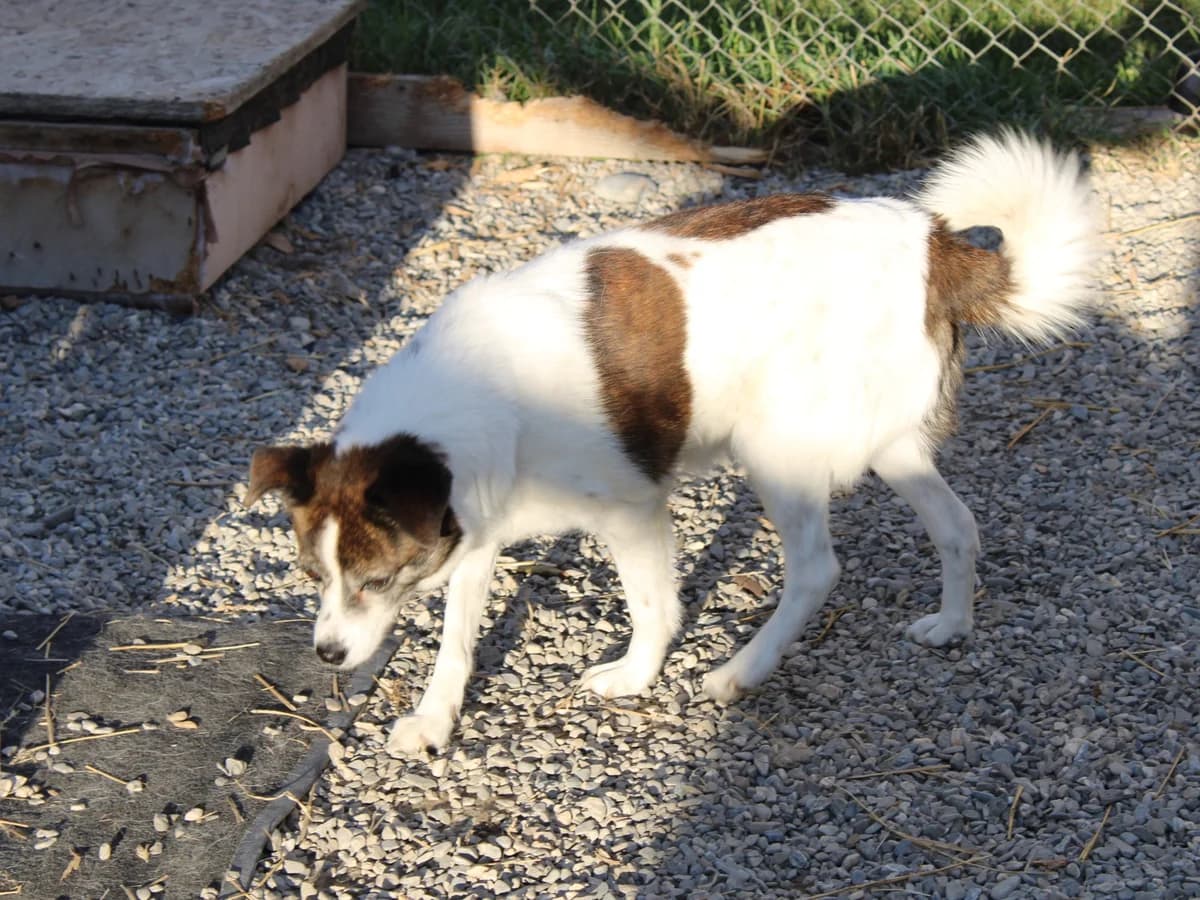 Rexi, female Mixed Breed for adoption at Freundeskreis Brunopet e.V.