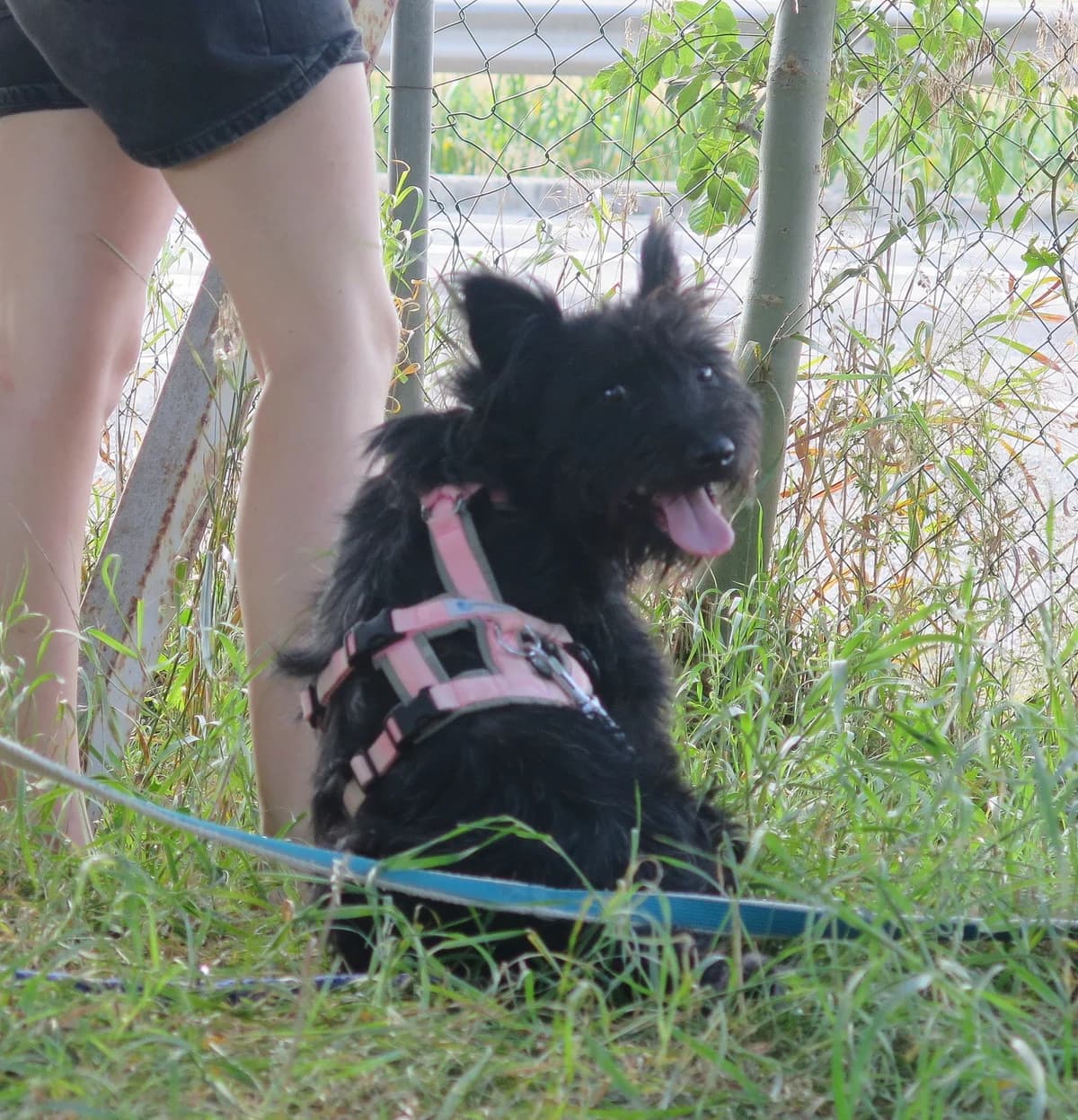 Ribizli, female mixed breed for adoption at Freundeskreis Brunopet e.V.