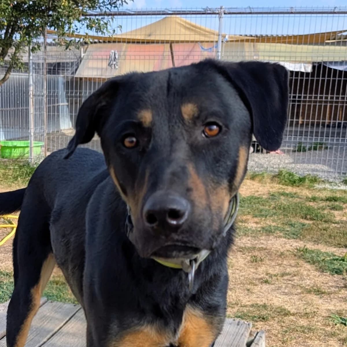 Riddick, male Mixed Breed for adoption at Freundeskreis Brunopet e.V.