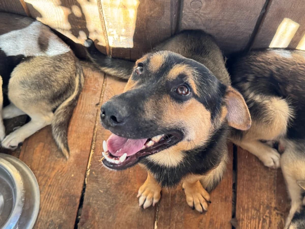 Riley, male Mixed Breed for adoption at Freundeskreis Brunopet e.V.