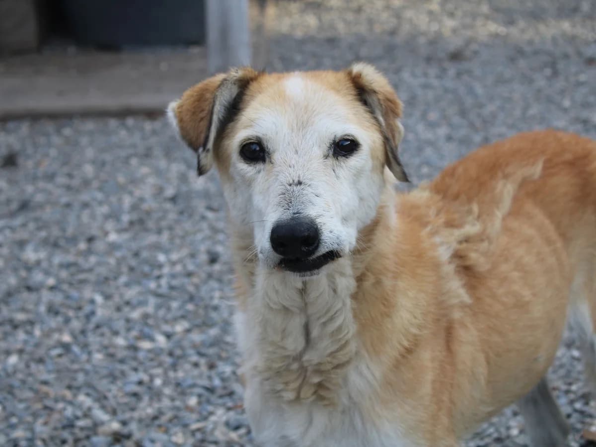 Rinara, female Mixed Breed for adoption at Freundeskreis Brunopet e.V.