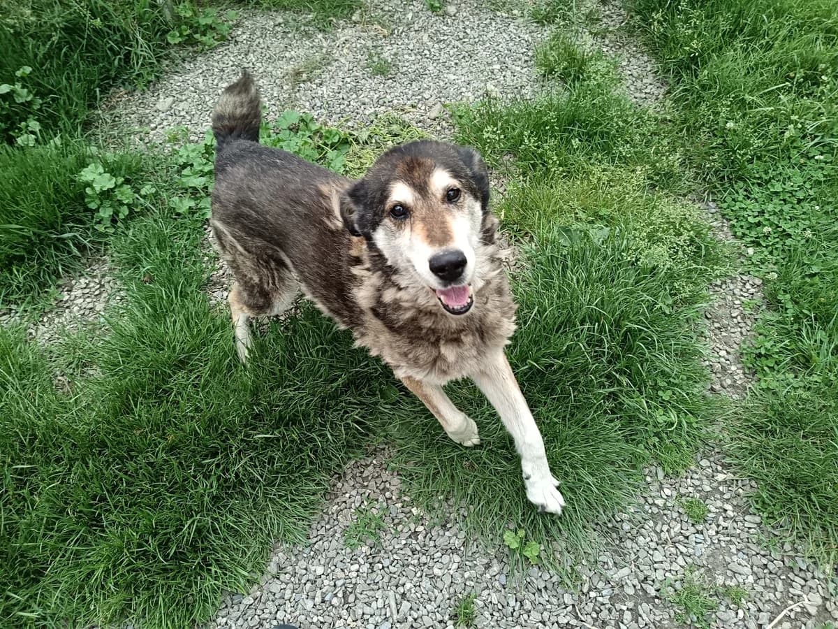 Robert, male Mixed Breed for adoption at Freundeskreis Brunopet e.V.