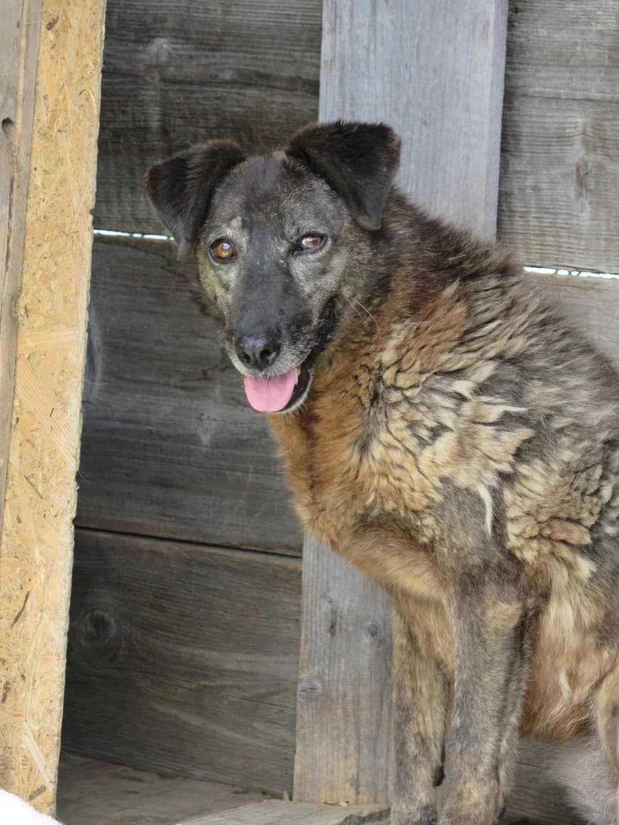 Ruby, female Mixed Breed for adoption at Freundeskreis Brunopet e.V.