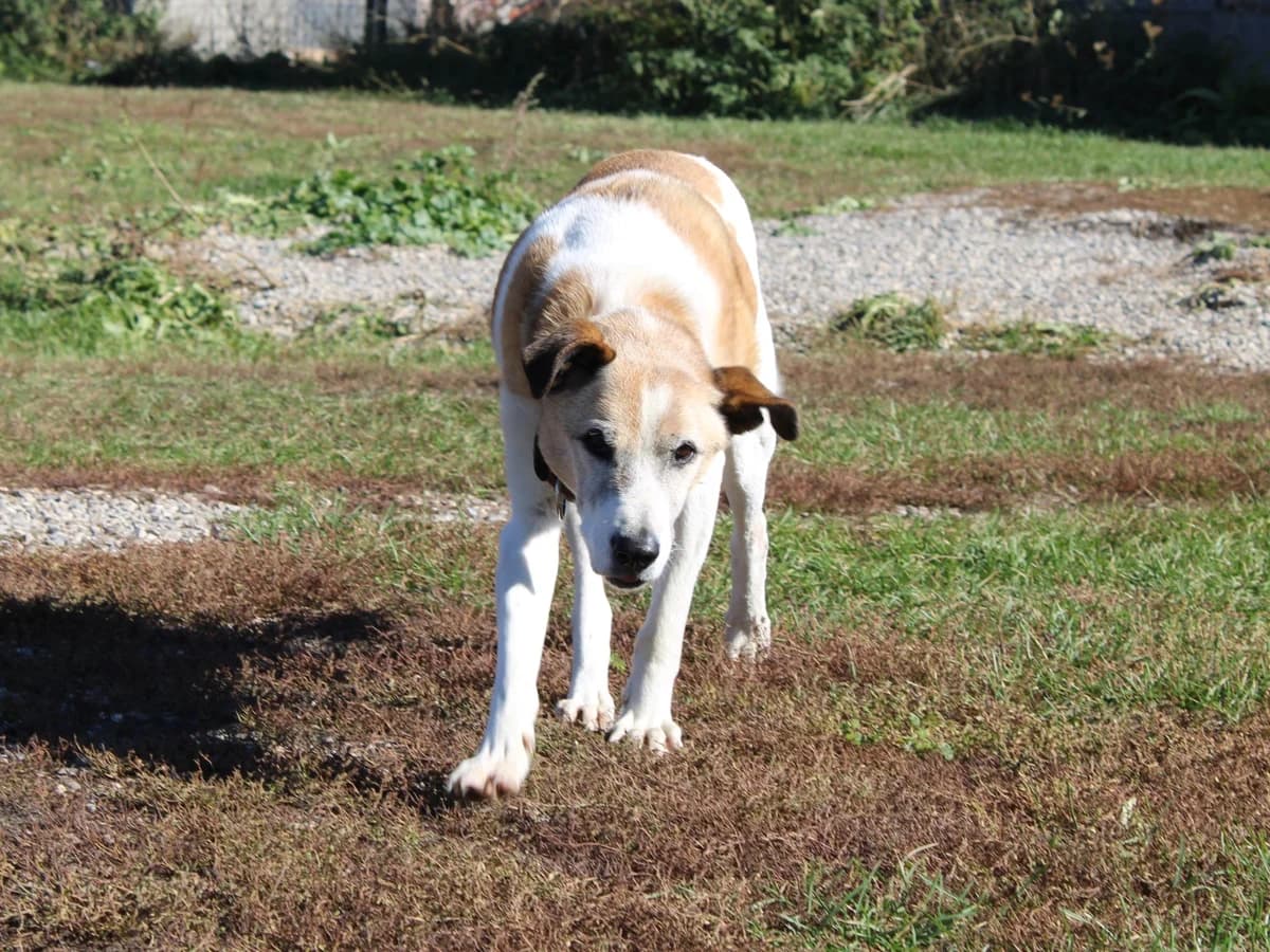 Saimor, male Mixed Breed for adoption at Freundeskreis Brunopet e.V.