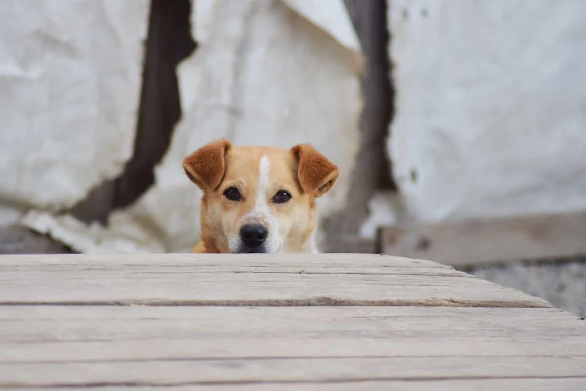 Saki, female puppy Mixed Breed for adoption at Freundeskreis Brunopet e.V.