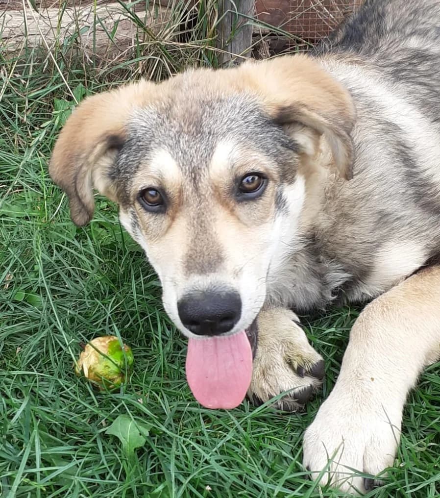 Sandy, female Mixed Breed for adoption at Freundeskreis Brunopet e.V.