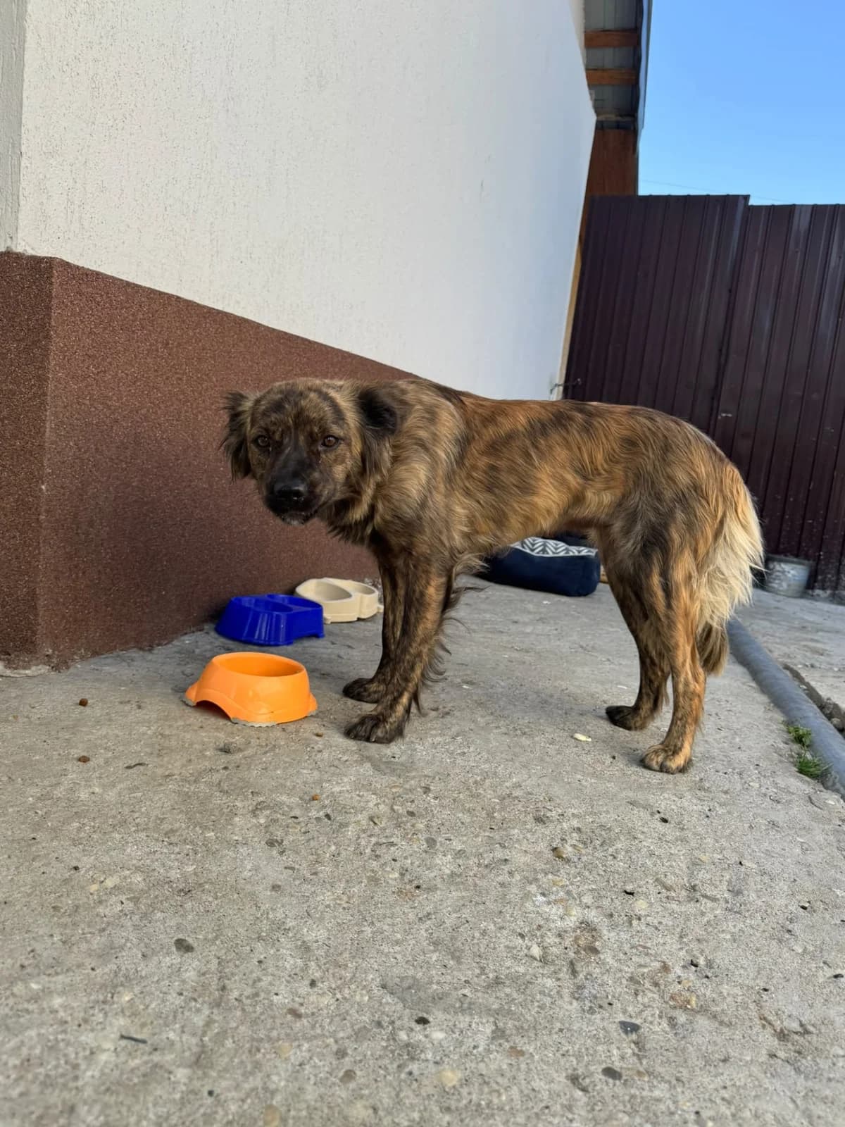 Sarabi, female mixed breed for adoption at Freundeskreis Brunopet e.V.