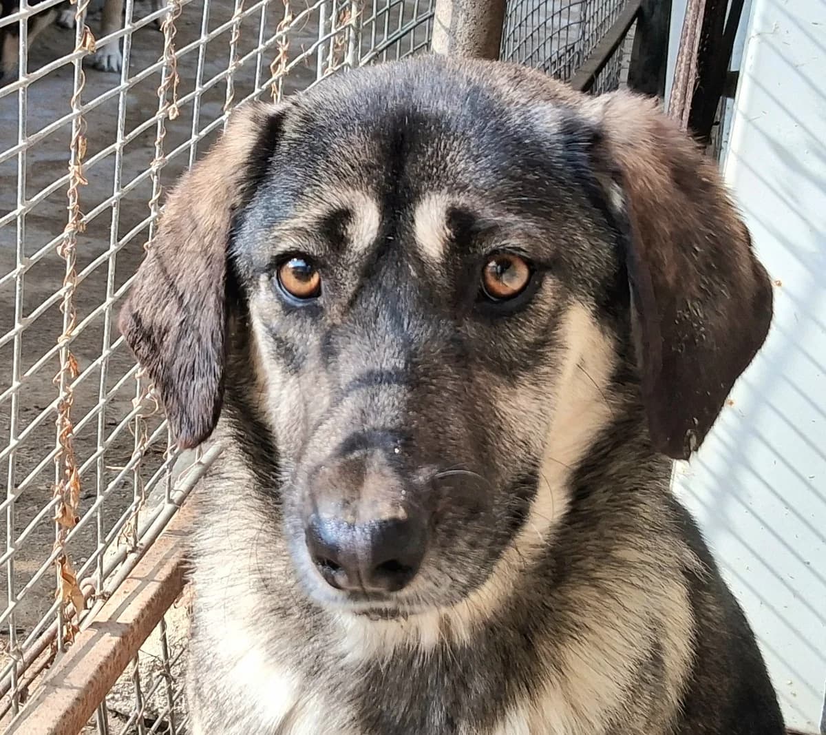 Sasha, female Mixed Breed for adoption at Freundeskreis Brunopet e.V.