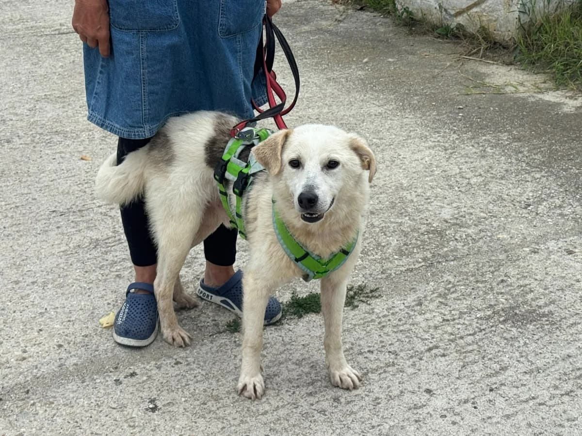 Schomas, male Mixed Breed for adoption at Freundeskreis Brunopet e.V.