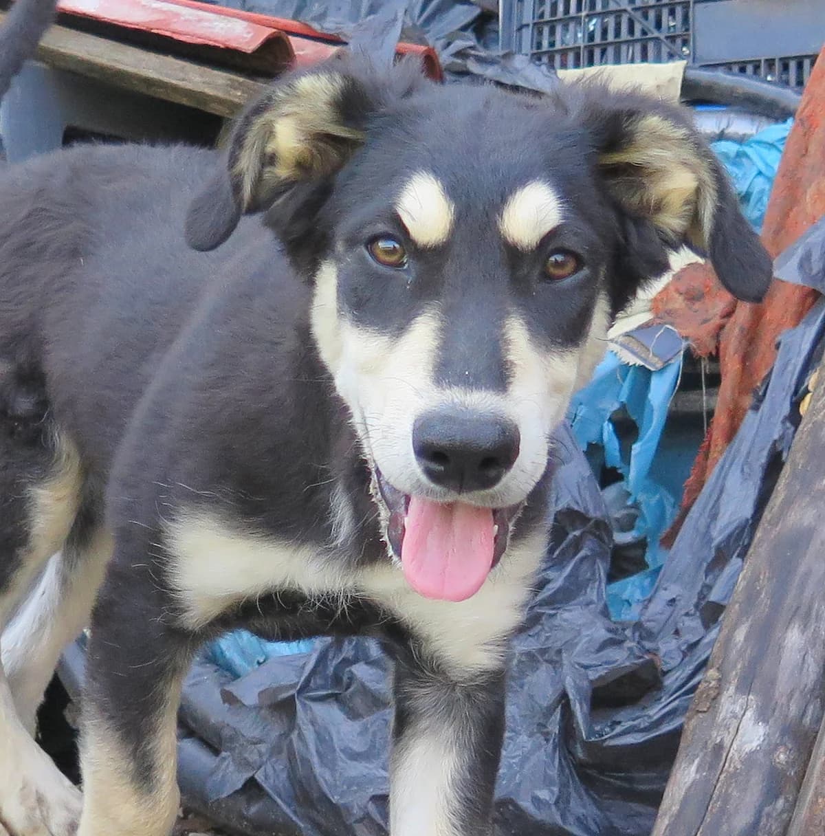 Sefania, female Mixed Breed for adoption at Freundeskreis Brunopet e.V.