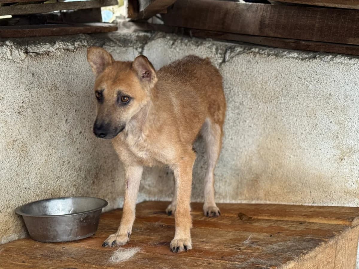 Selma (Rovinari), female Mixed Breed for adoption at Freundeskreis Brunopet e.V.