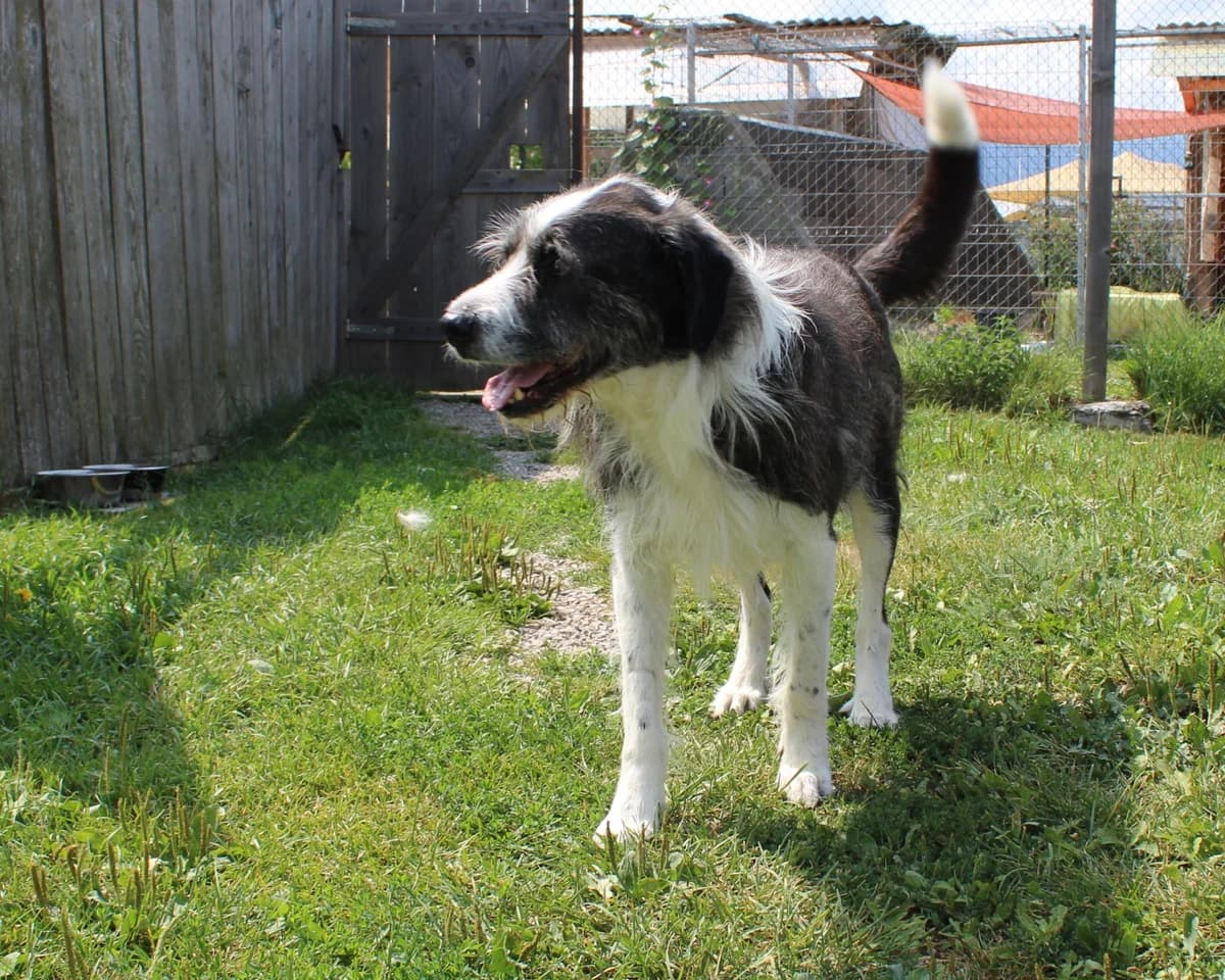 Senel, male senior Mixed Breed for adoption at Freundeskreis Brunopet e.V.