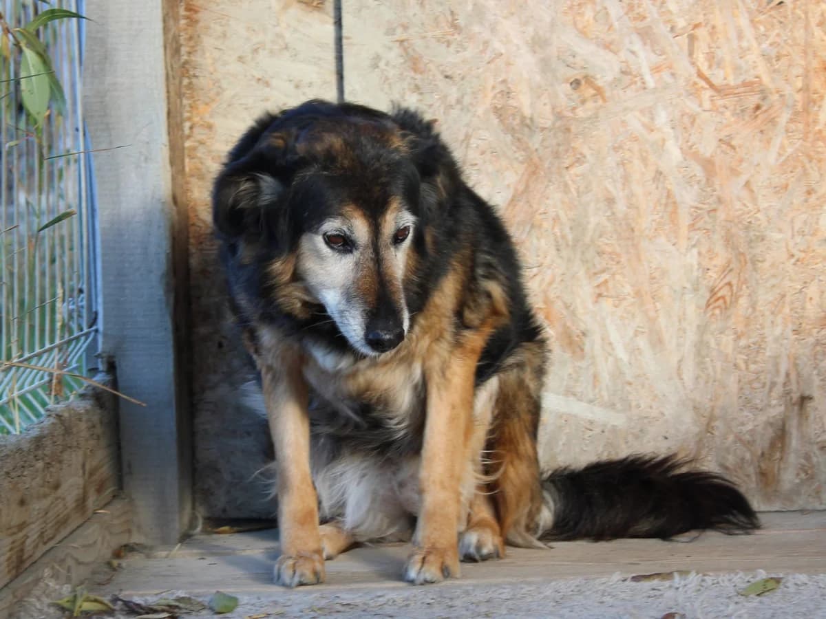 Shiva, female Mixed Breed for adoption at Freundeskreis Brunopet e.V.