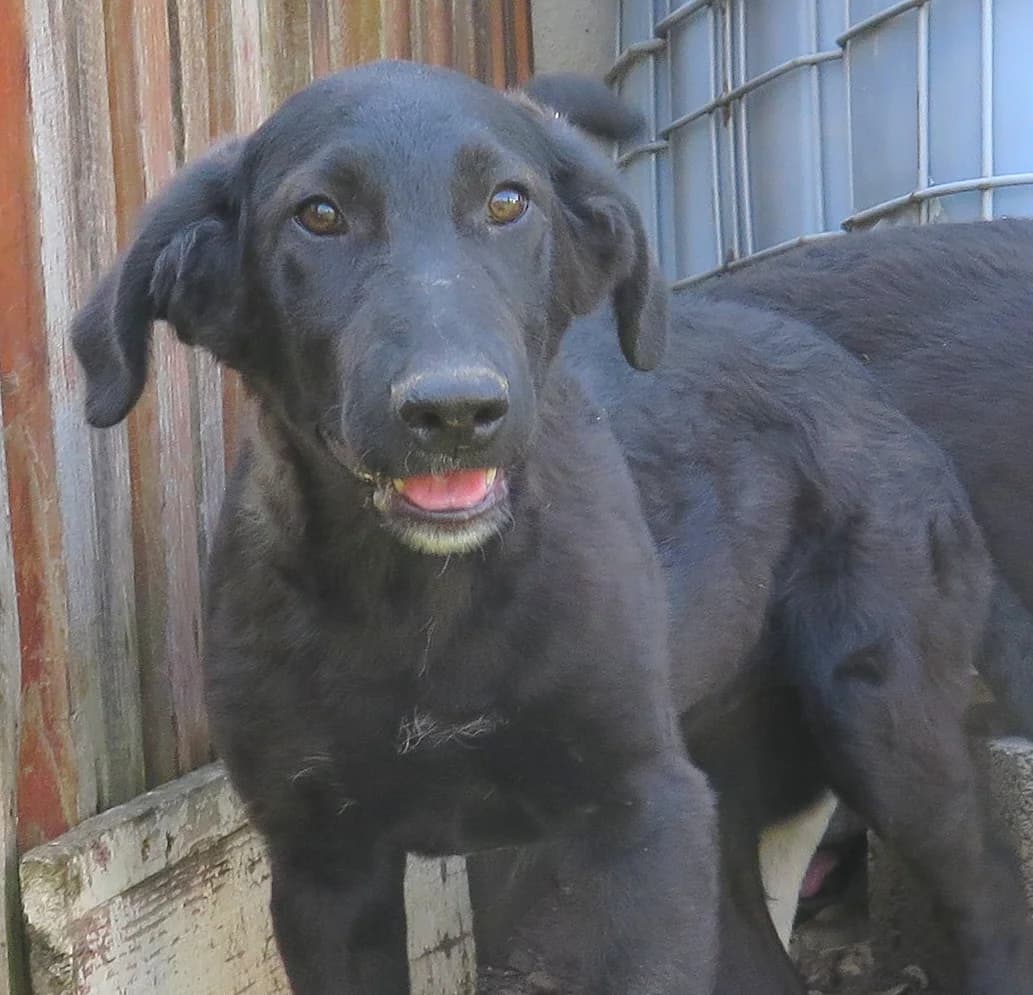 Sienna, female Mixed Breed for adoption at Freundeskreis Brunopet e.V.