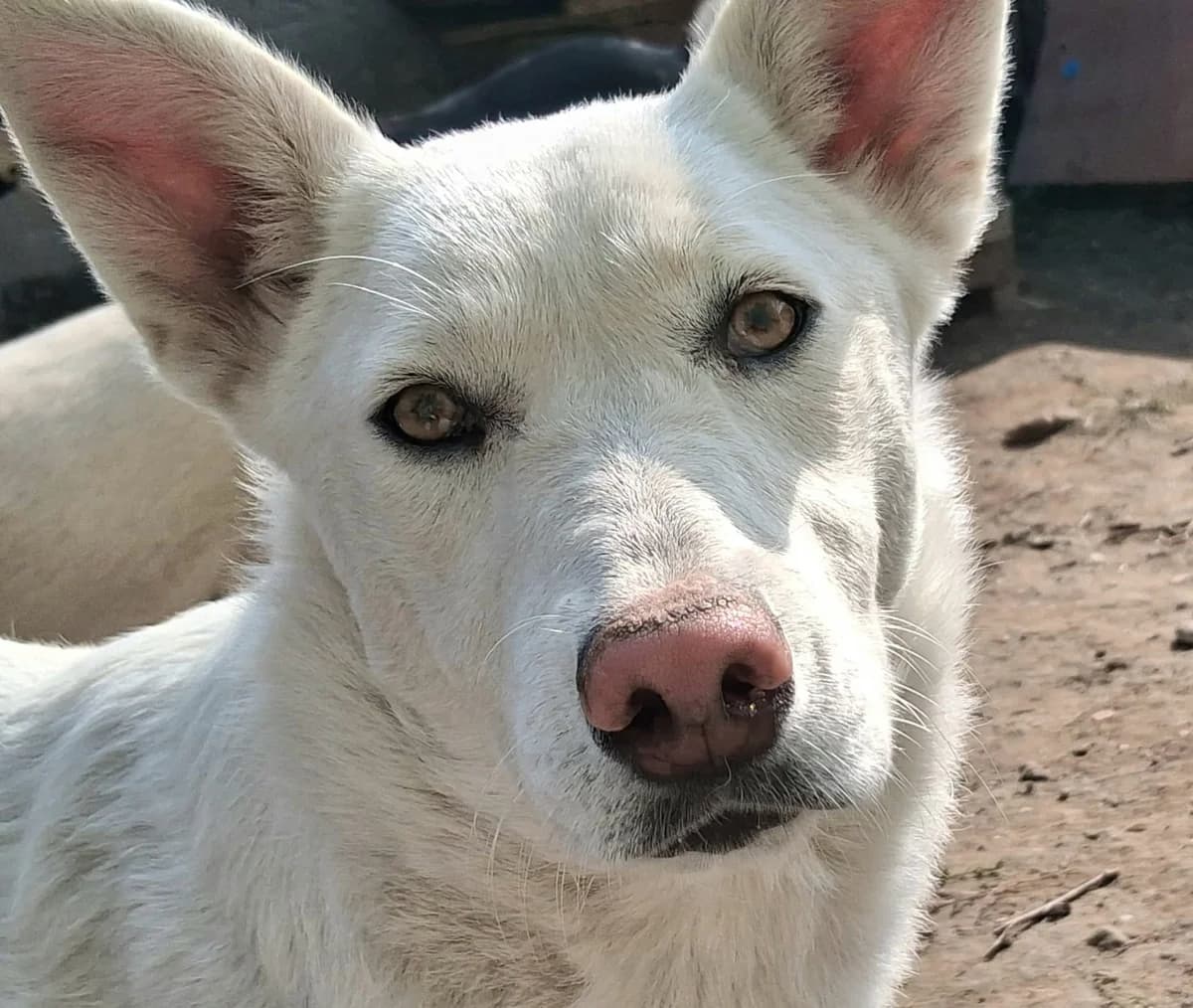 Silla, female Mixed Breed for adoption at Freundeskreis Brunopet e.V.