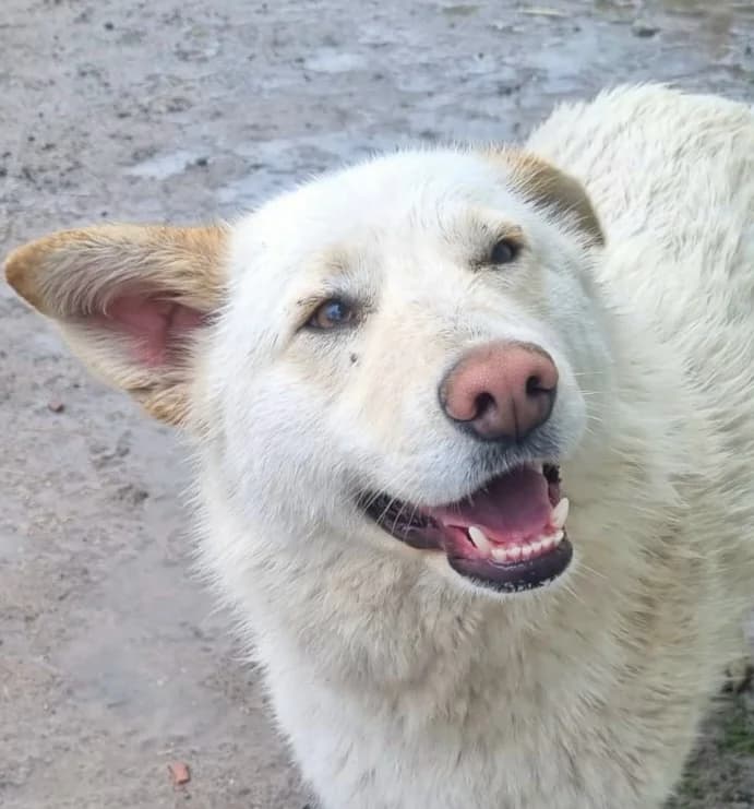 Silvo, male Mixed Breed for adoption at Freundeskreis Brunopet e.V.