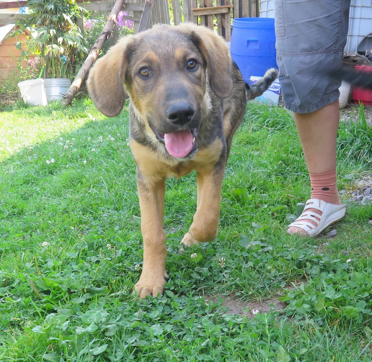 Sorina, female Mixed Breed for adoption at Freundeskreis Brunopet e.V.