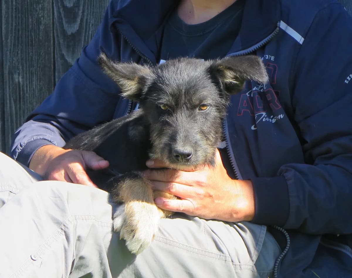 Sorsha, female mixed breed for adoption at Freundeskreis Brunopet e.V.