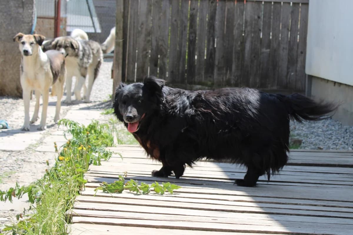 Steffi, female Mixed Breed for adoption at Freundeskreis Brunopet e.V.