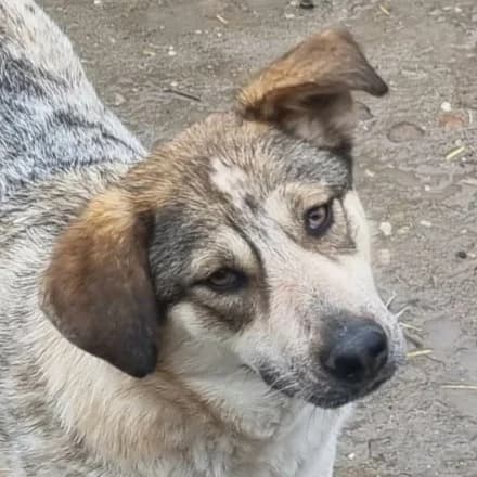 Stine, female Mixed Breed for adoption at Freundeskreis Brunopet e.V.