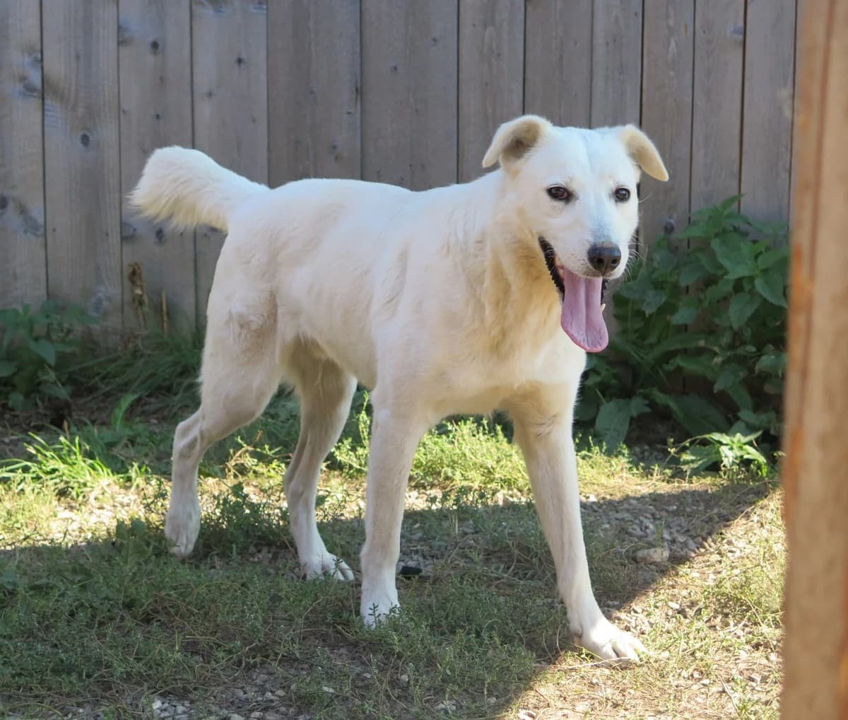 Stinnes, male Mixed Breed for adoption at Freundeskreis Brunopet e.V.