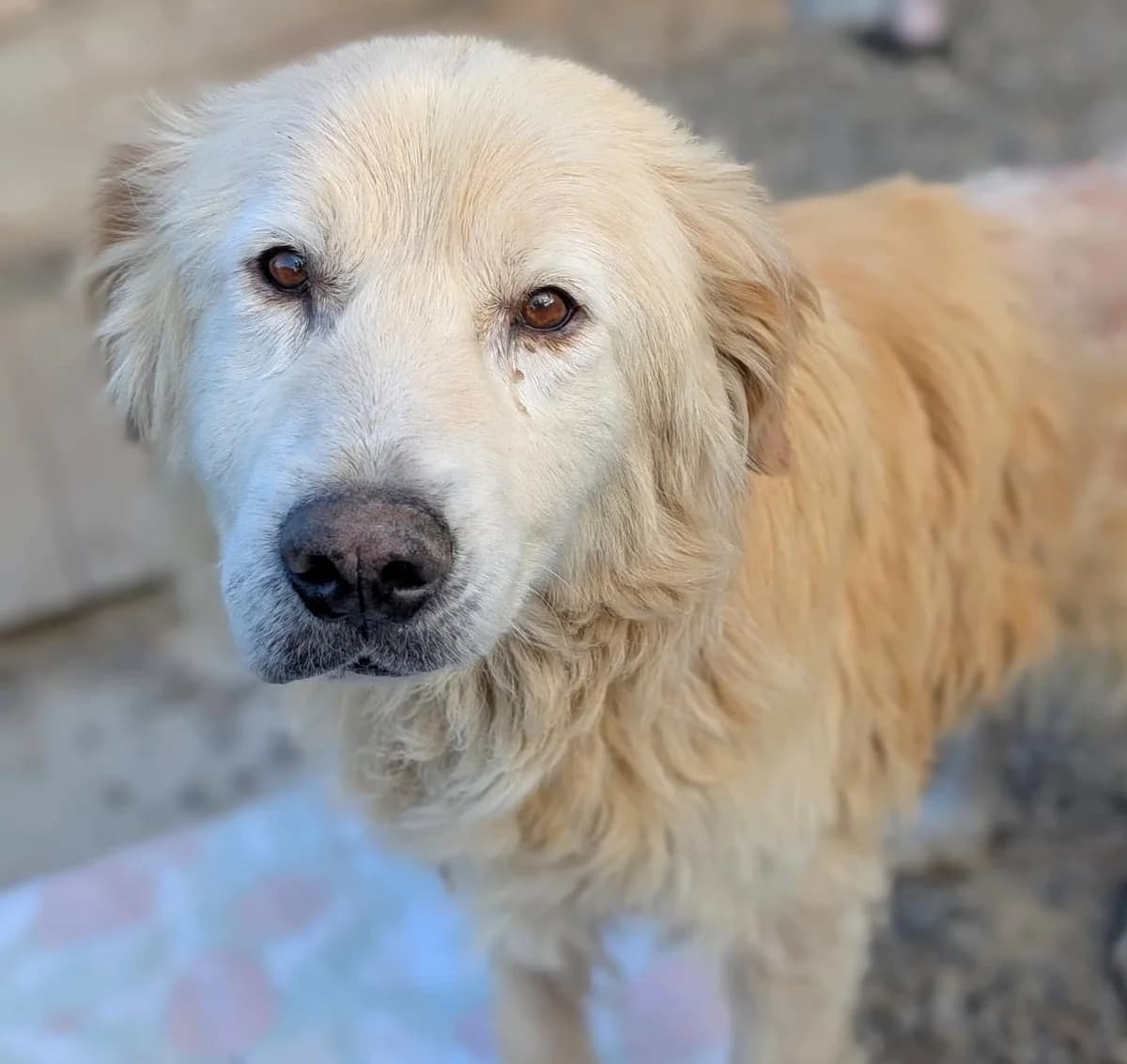 Theodore, male Mixed Breed for adoption at Freundeskreis Brunopet e.V.