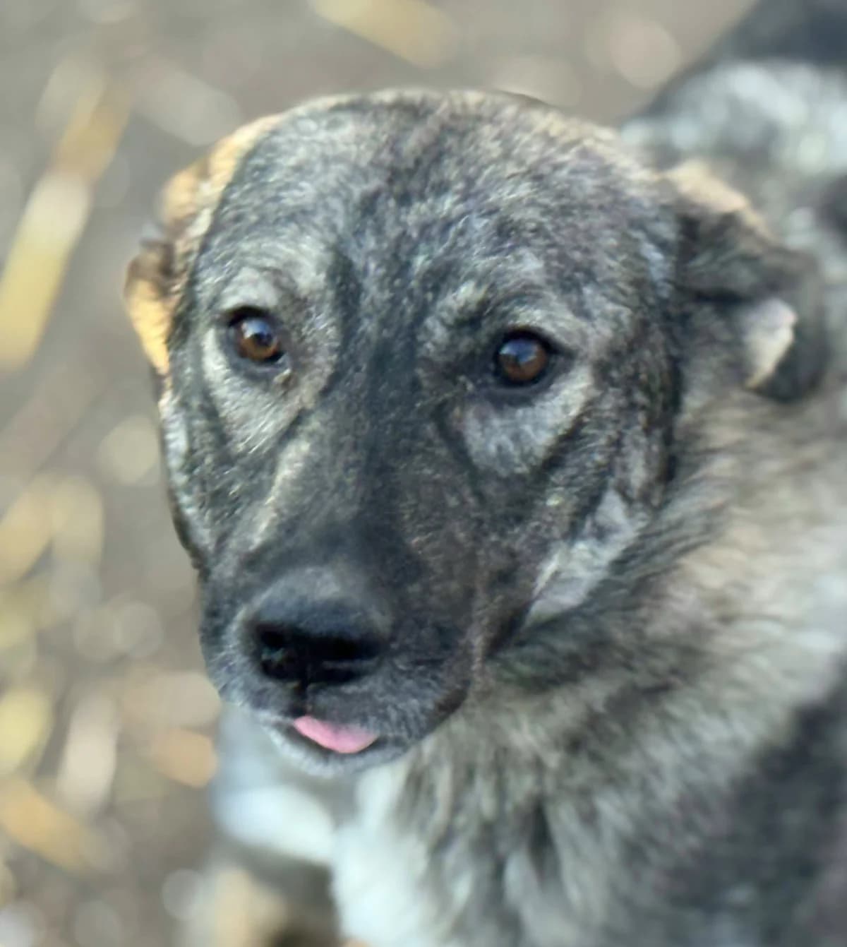 Tialda, female Mixed Breed for adoption at Freundeskreis Brunopet e.V.