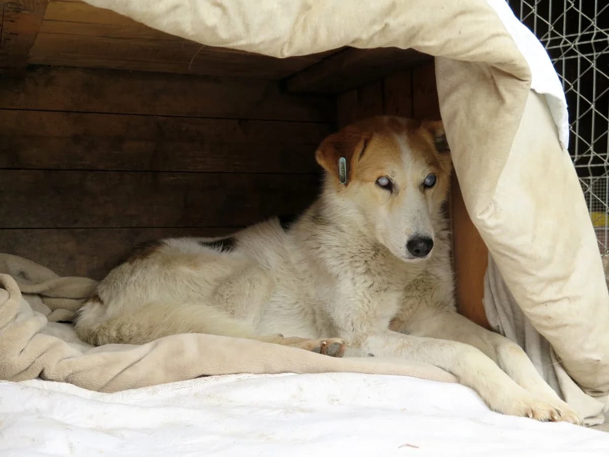 Tilda, female Mixed Breed for adoption at Freundeskreis Brunopet e.V.