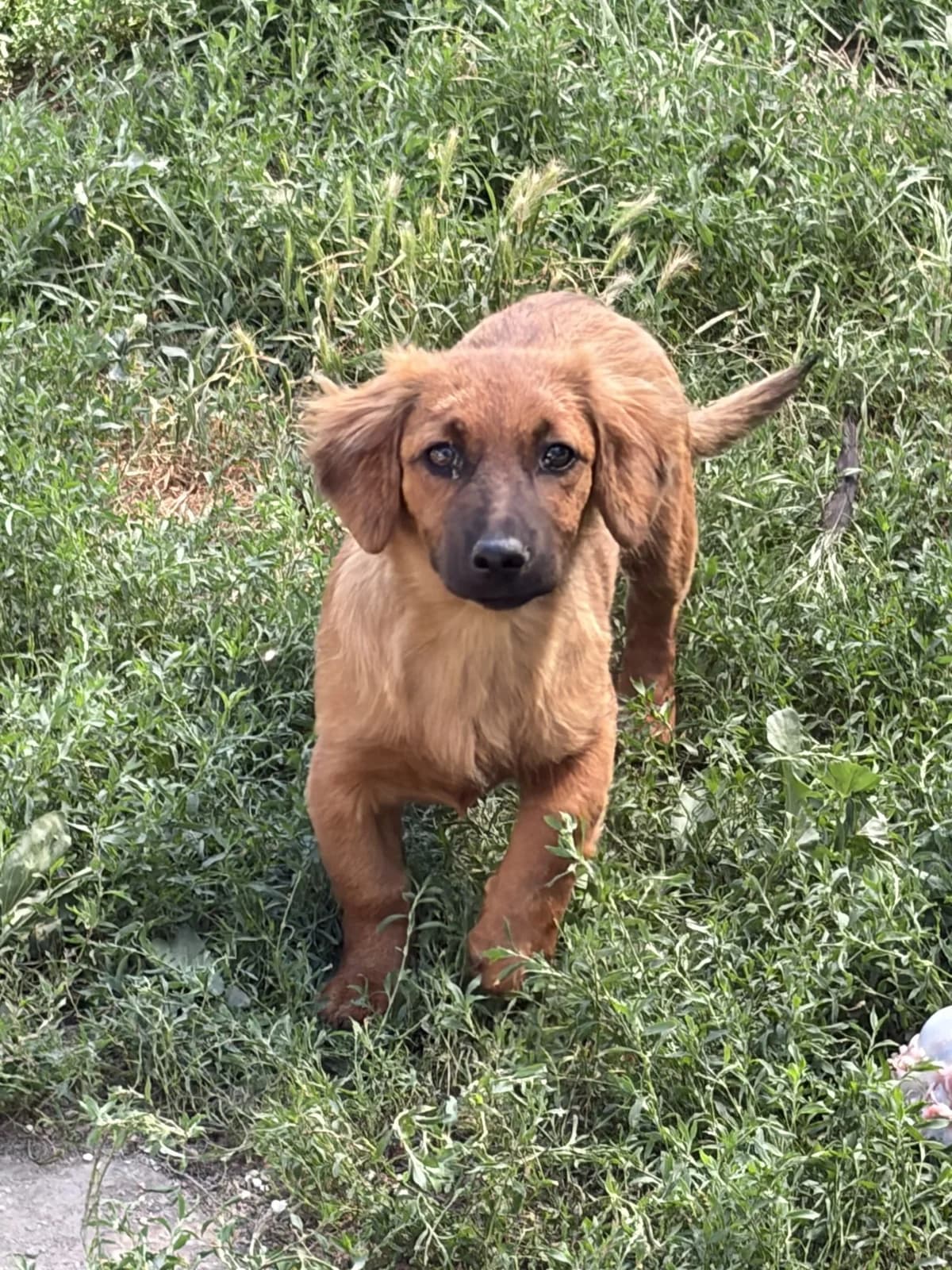 Törtchen, female Mixed Breed for adoption at Freundeskreis Brunopet e.V.