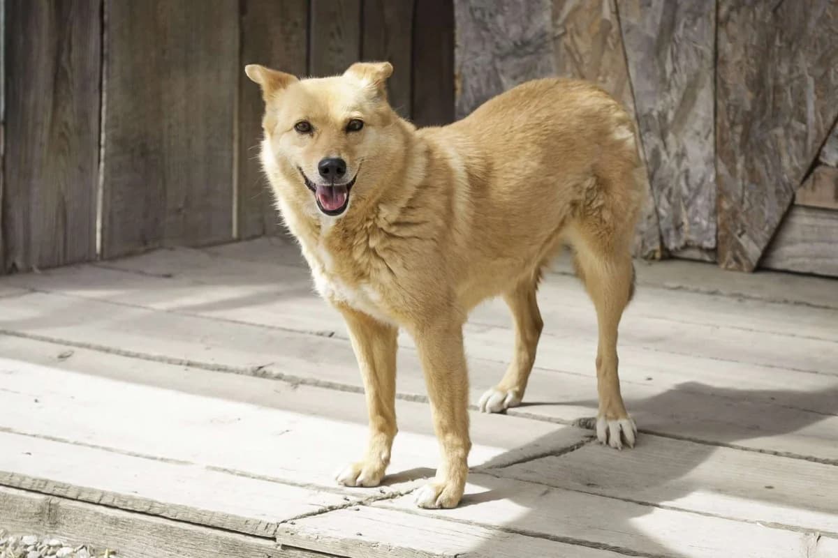 Trixie, female Mixed Breed for adoption at Freundeskreis Brunopet e.V.