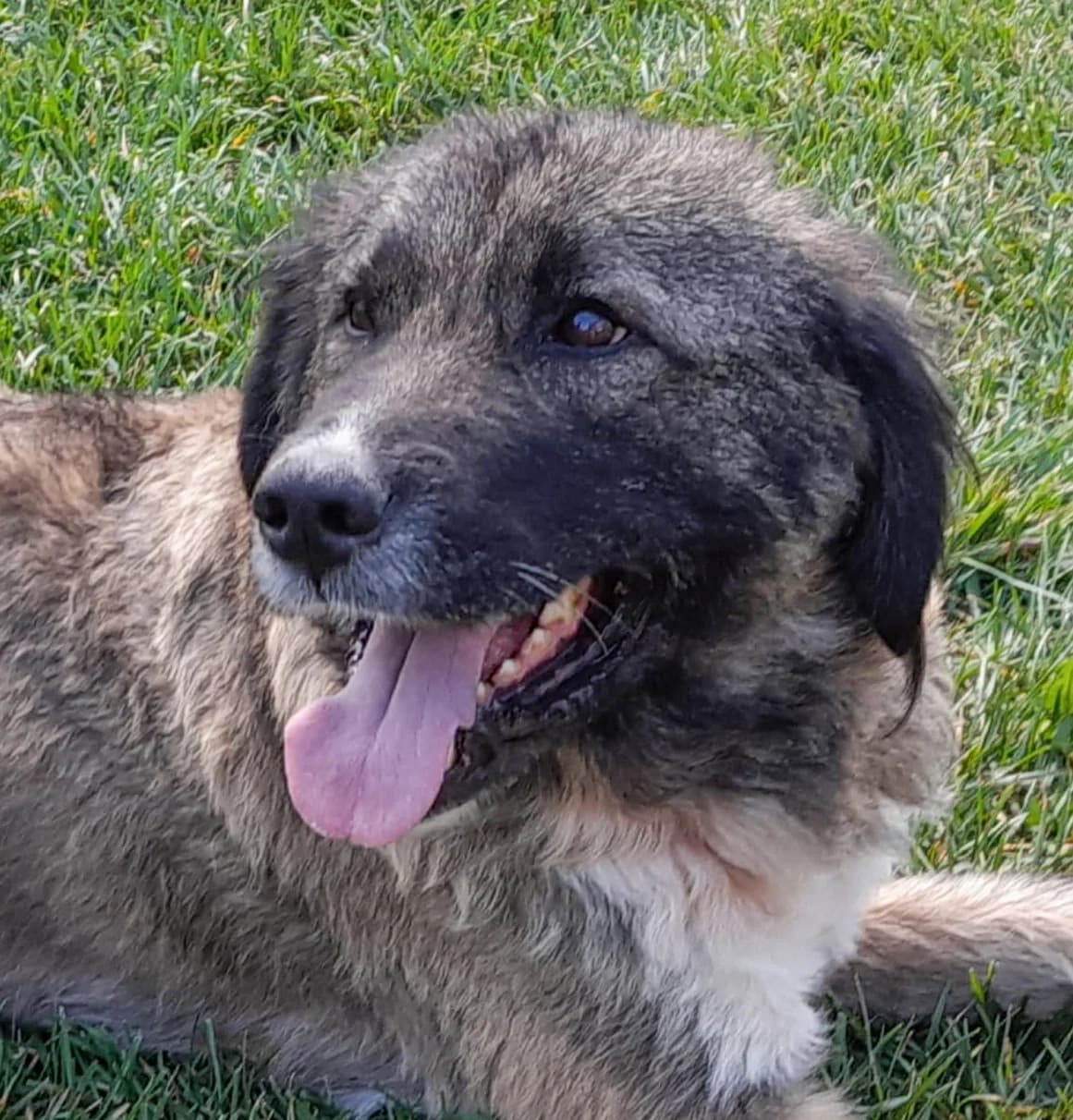Ursi, female Mixed Breed for adoption at Freundeskreis Brunopet e.V.