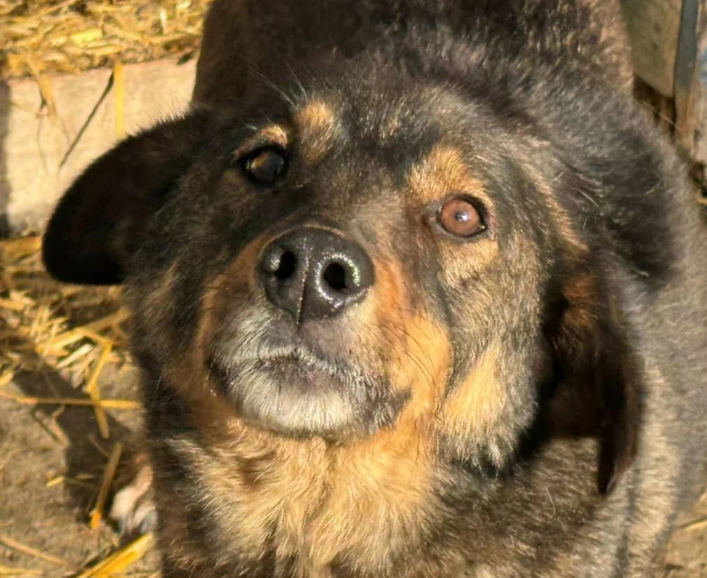 Vivo, male Mixed Breed for adoption at Freundeskreis Brunopet e.V.