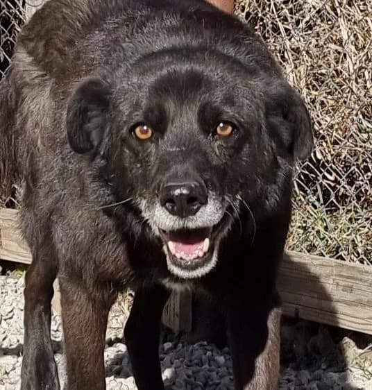 Waro, male Mixed Breed for adoption at Freundeskreis Brunopet e.V.