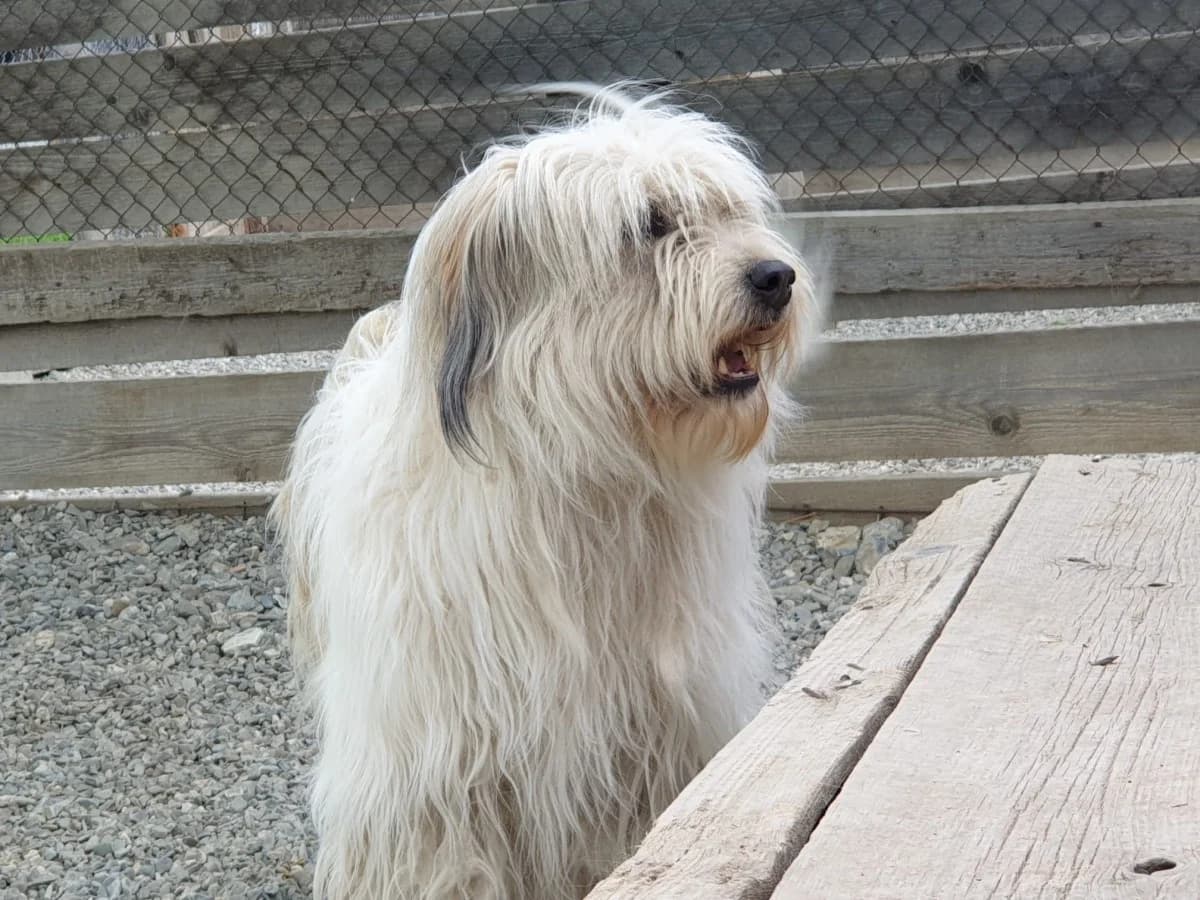 Winny, female Mixed Breed for adoption at Freundeskreis Brunopet e.V.