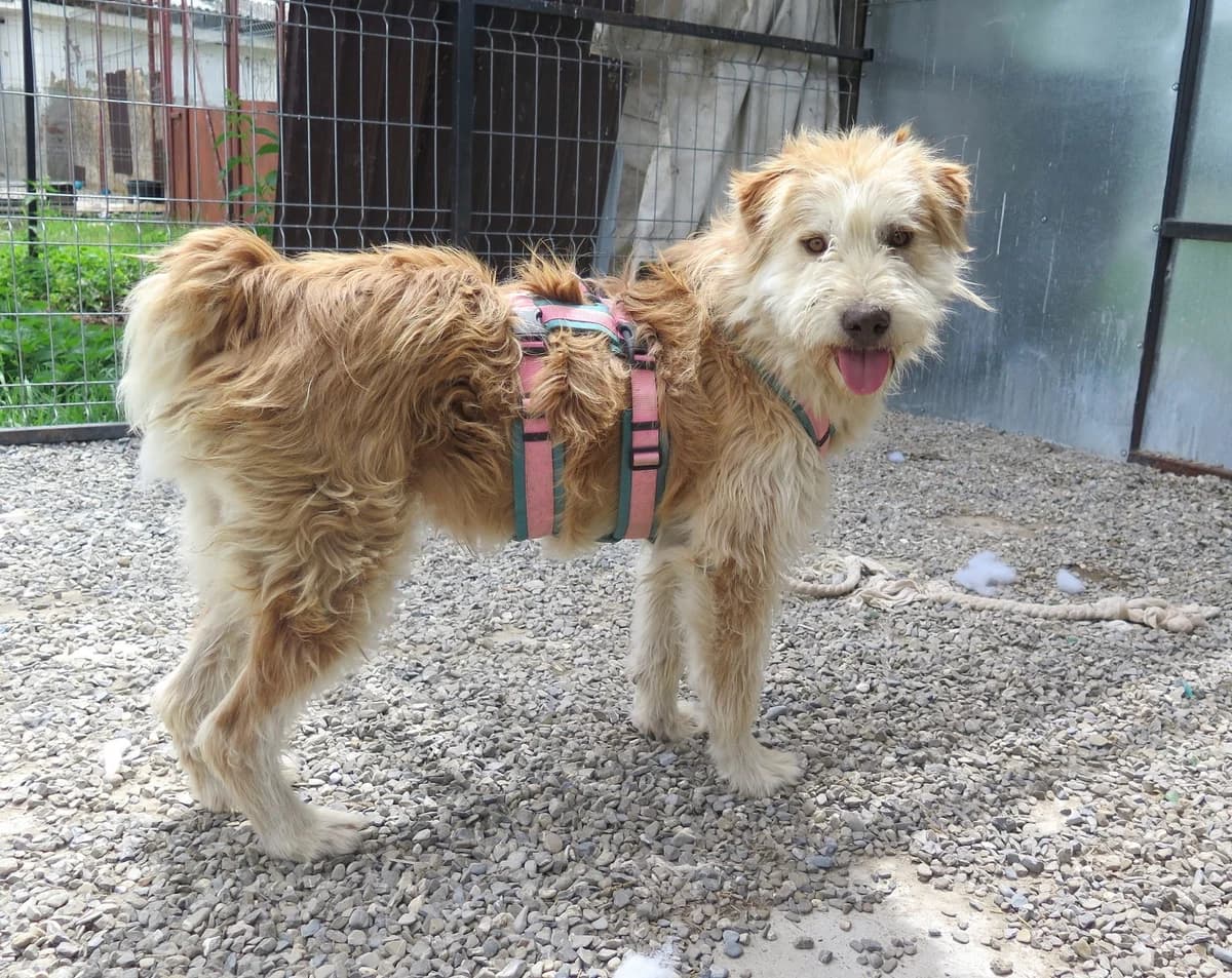 Winshow, male Mixed Breed for adoption at Freundeskreis Brunopet e.V.